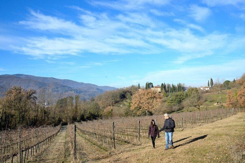 Vineyard Chianti Rufina