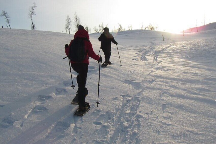 Snowshoeing Day Trip in Bodo, Northern Norway