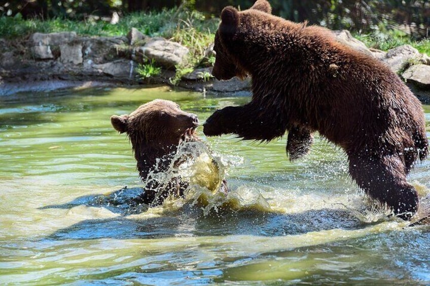 Brownn Bears