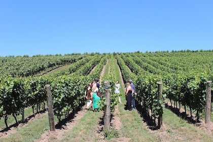 Sussex Vineyard & Winery Bus Tour