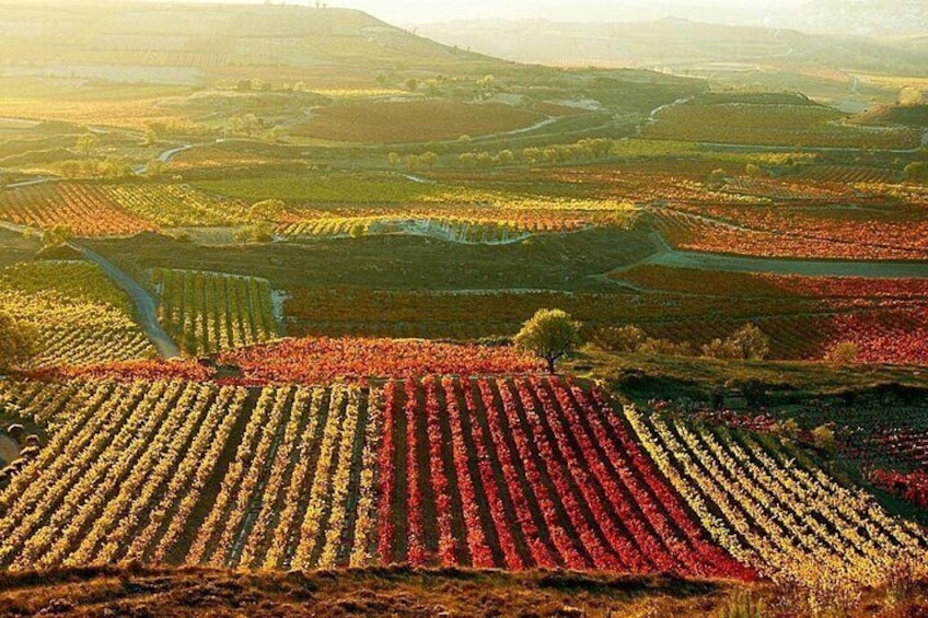 Rioja vineyards
