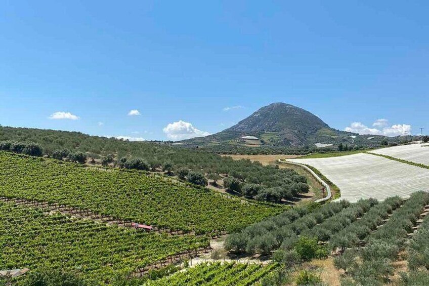 Visit the garden of Zeus - Olive oil experience and snack tasting
