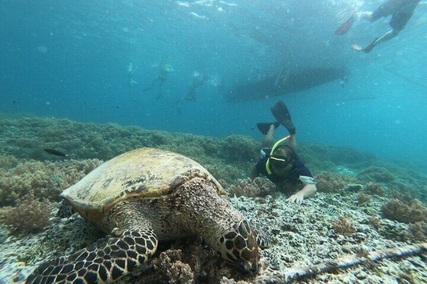 Gili island Snorkeling Half Day Trip departure from Gili Trawangan