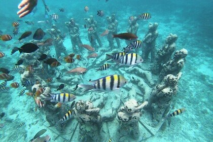 Excursión de medio día de snorkel a la isla Gili con salida desde Gili Traw...