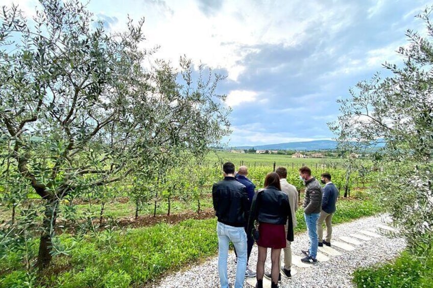 from Verona: Amarone wine tour: 3 wineries with lunch