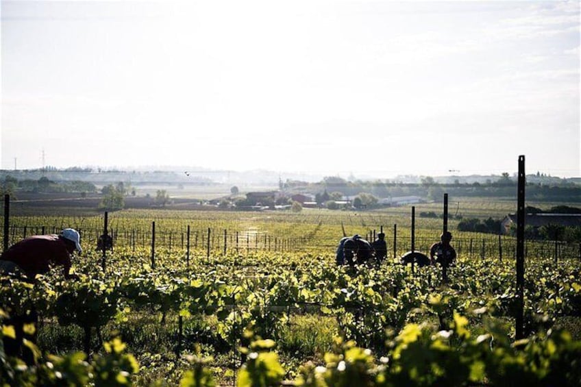 Wine experience in a boutique winery in Borghetto