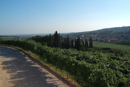 From Verona: Full day Amarone E-bike tour, wine tasting & lunch