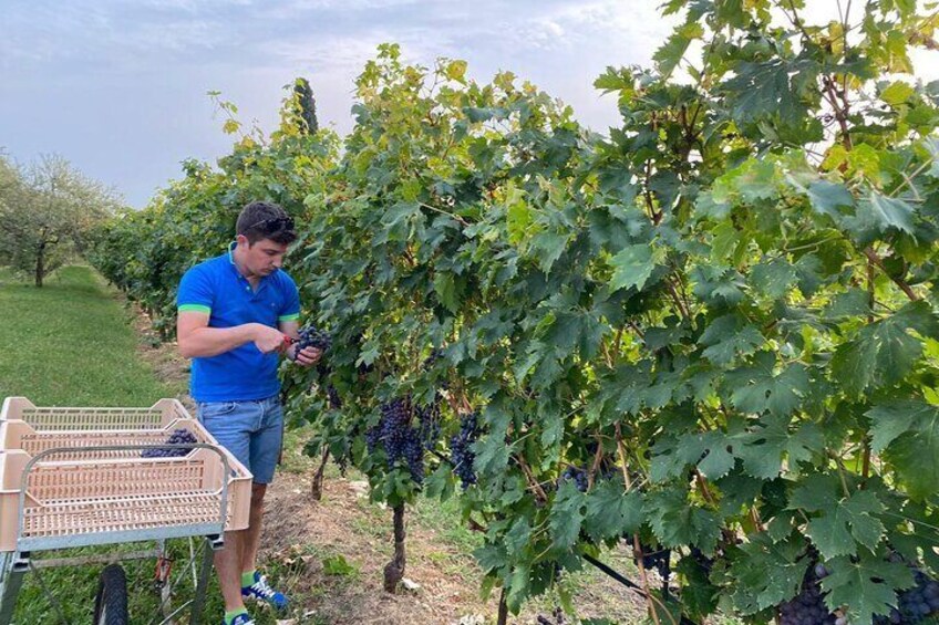 Amarone half day tour: 1 winery with light lunch