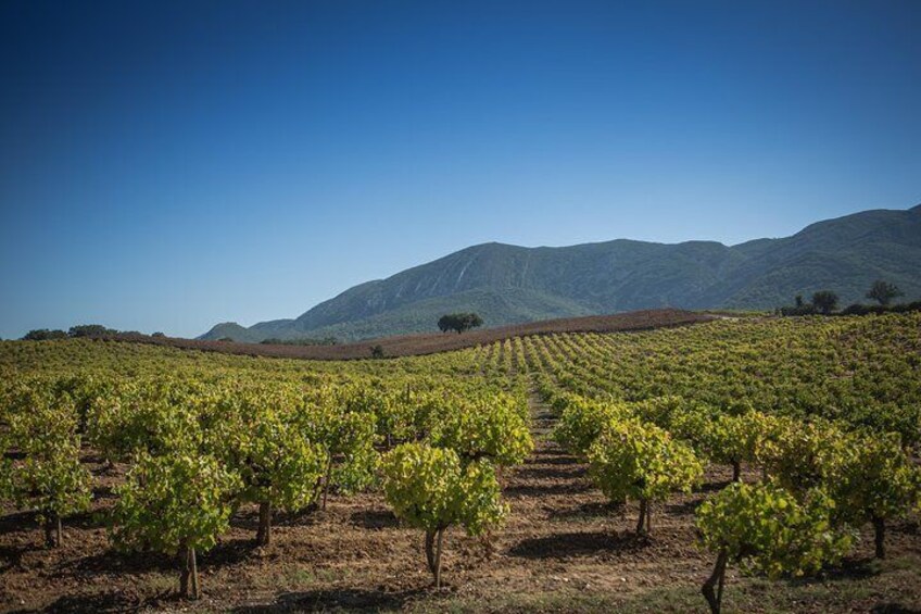 Arrábida vineyards