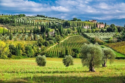 Montecarlo and Wine Tasting from Lucca Private Tour