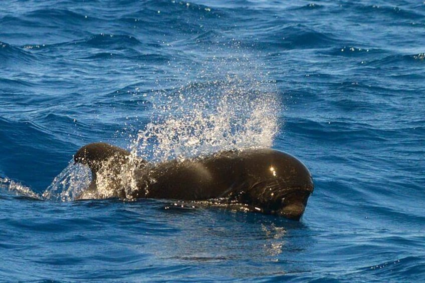 Pilot whales are a deep diving species hunting squid up to 1 km deep in the ocean.