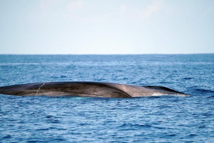 Fin whales are a seasonal visitor to southern Tenerife.