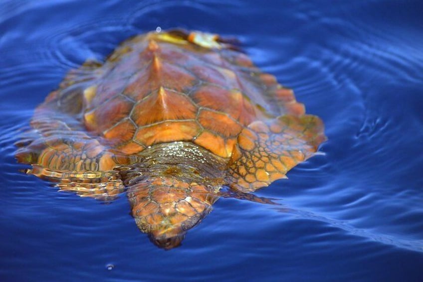 Sea turtles are commonly observed on tours.