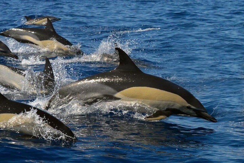 Common dolphins are seasonal visitors to Tenerife.