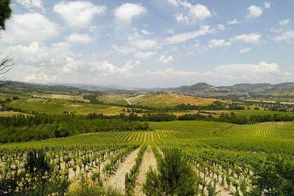 Orvieto Wine and Oil Tasting & Drive Through the Countryside from Civitavec...