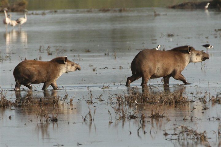 Discovering wildlife of the Chaco