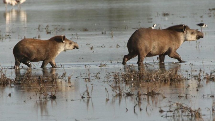 Lowland Tapir - Central Chaco