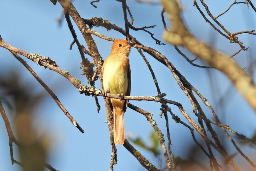 Rufous Casiornis - Dry Chaco