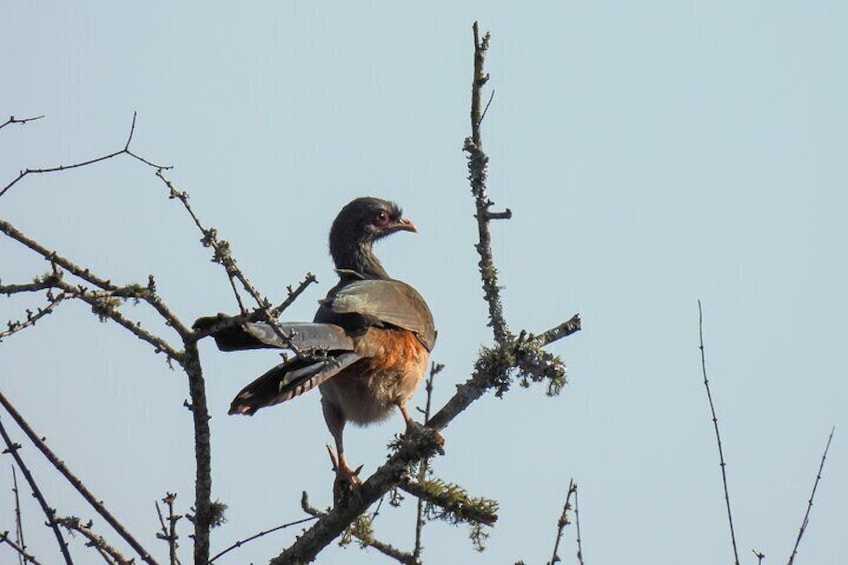 Chaco Chachalaca - Dry Chaco