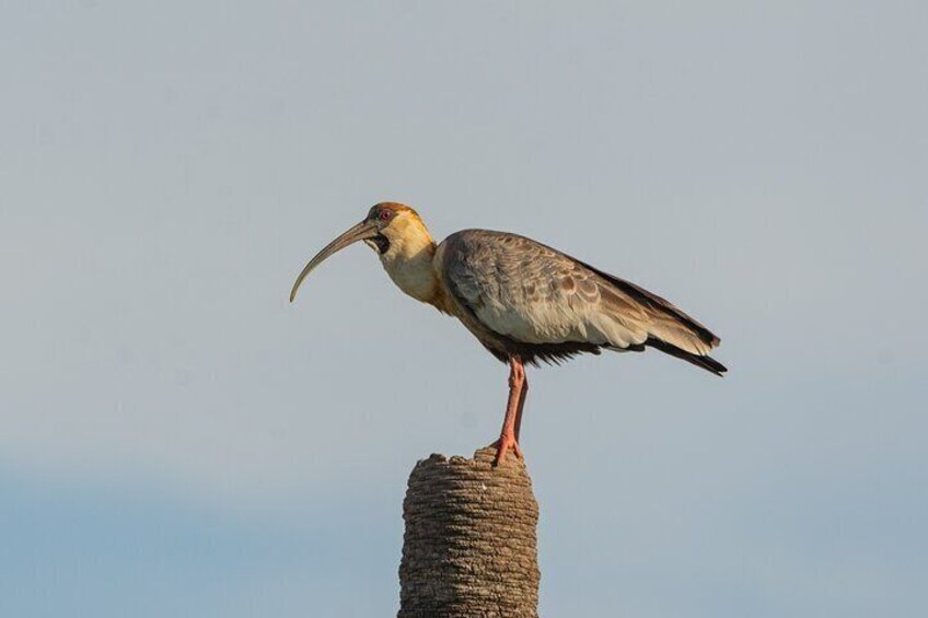 Buff-necked Ibis - Humid Chaco