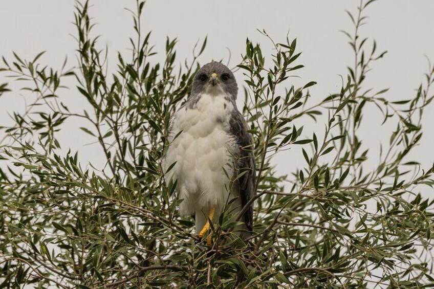 White-tailed Hawk - Dry Chaco