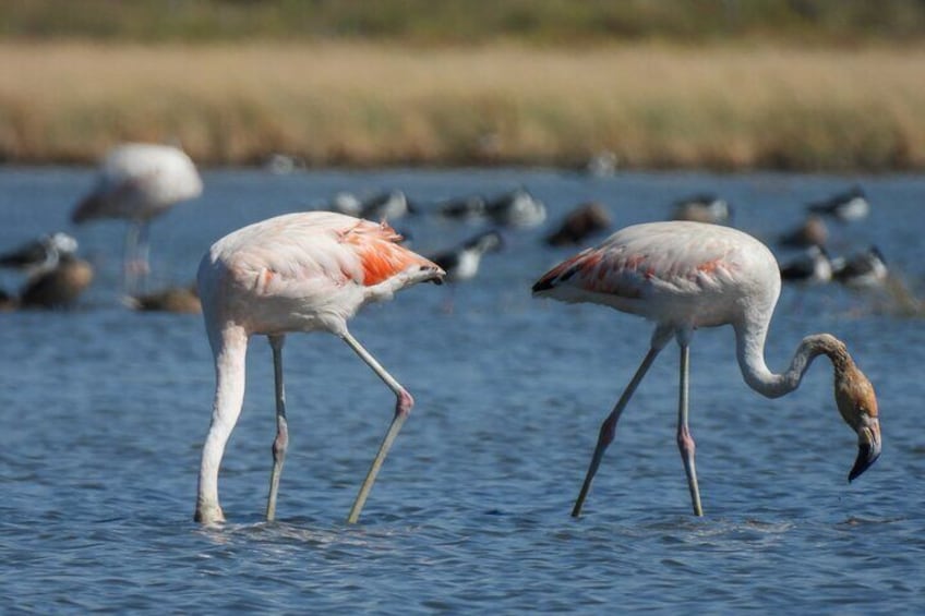 Chilean Flamingos - Central Chaco