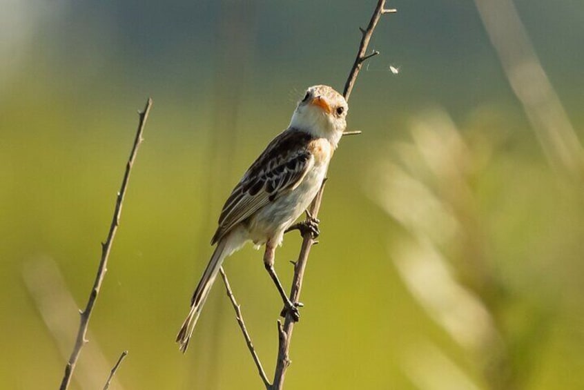 Strange-tailed Tyrant - Humid Chaco