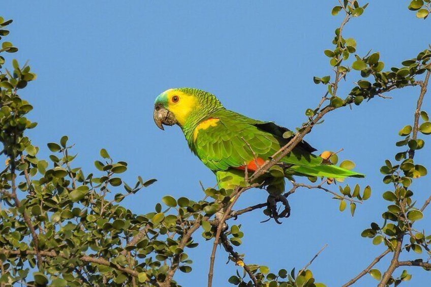 Turquoise-fronted Parrot - Dry Chaco