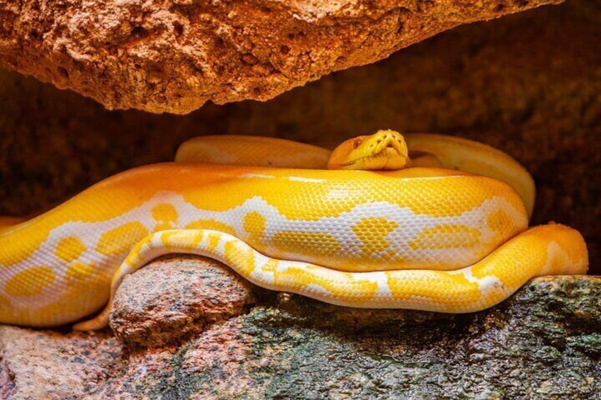 Python Albinos
