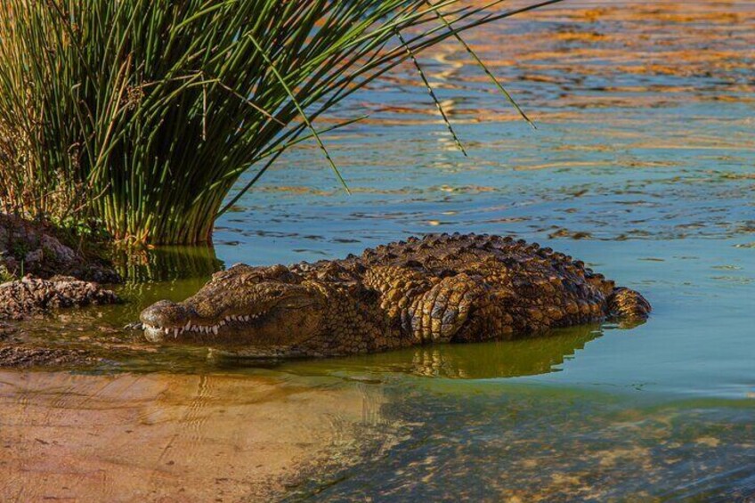 Croco sur une berge