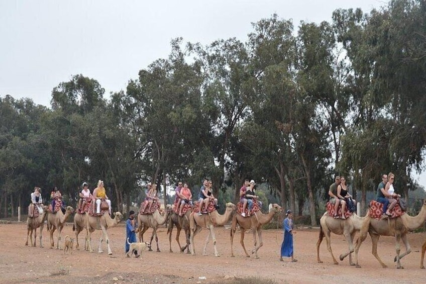 Agadir Camel riding with Hotel Transfers 