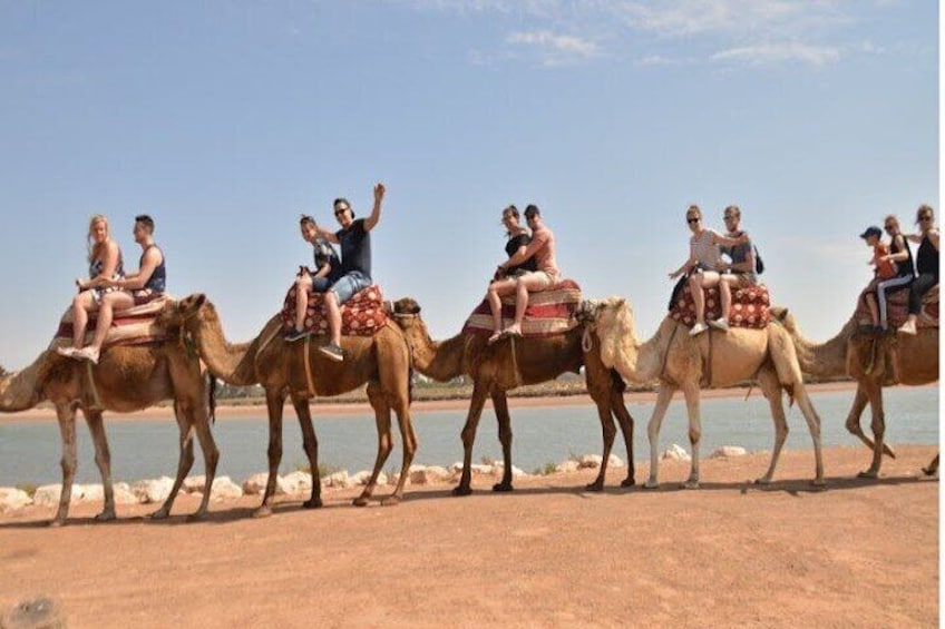 Agadir Camel riding with Hotel Transfers 