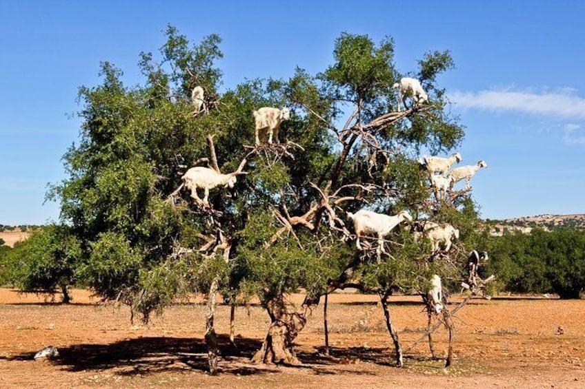 Goats standing in Argan trees