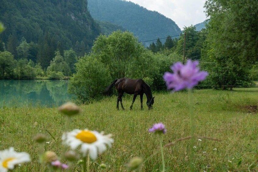 Horse at Chalk Lake in Triglav National Park
