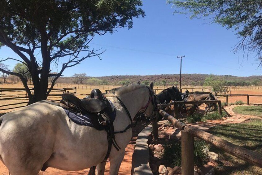 Hello horsey!! Getting ready for the days ride