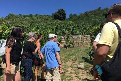 Northern Rhône Valley Wine Half Day Tour from Lyon