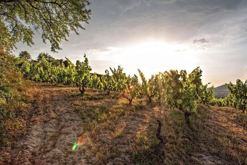 Rioja Private Tour: Medieval Villages, Outdoor Activities, Wine Tasting & Lunch