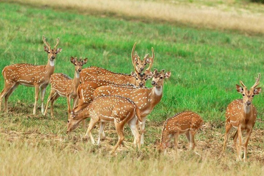 Minneriya National Park 