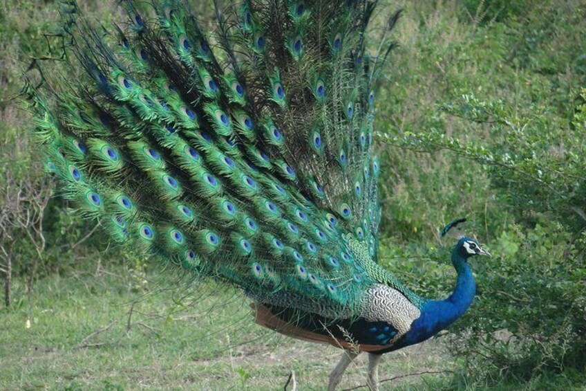 Beauty of a peacock