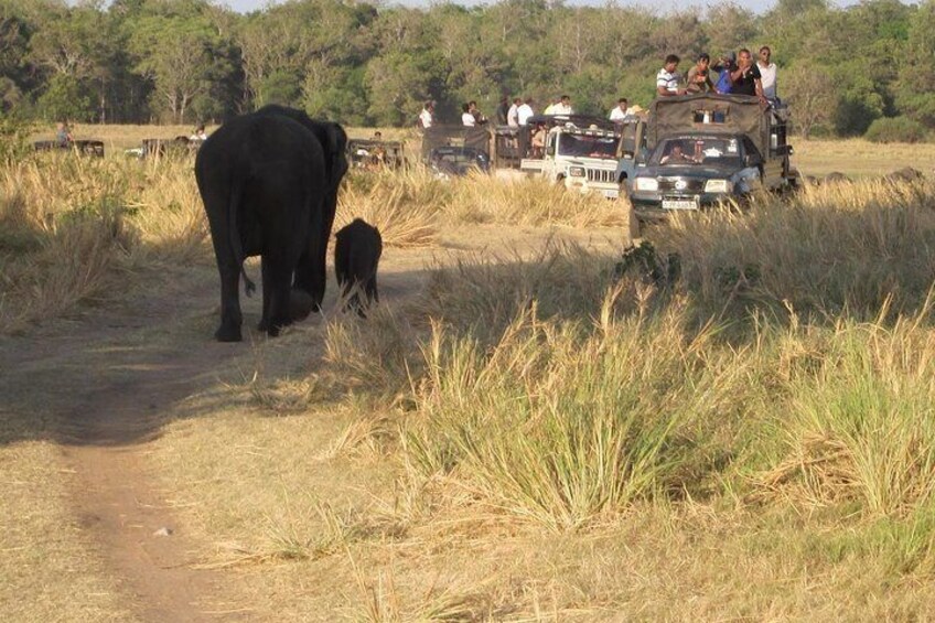 Minneriya National Park