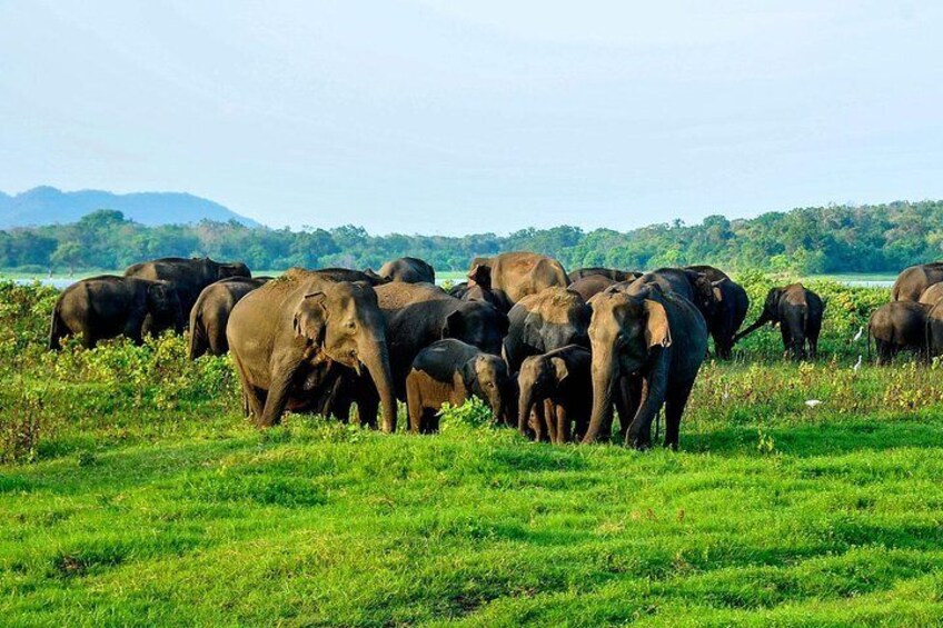 Minneriya jeep Safari, Sri Lanka