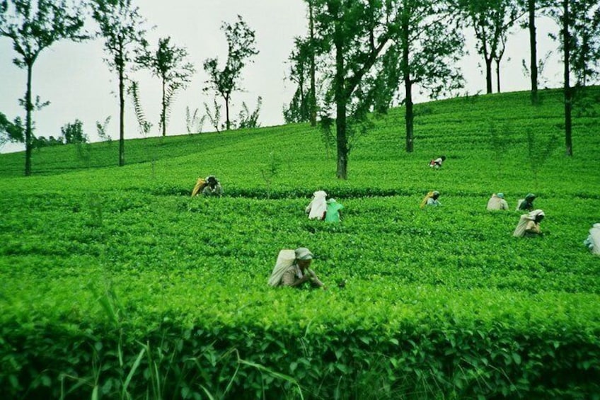 Nuwara Eliya Tea Plantation , Srilanka