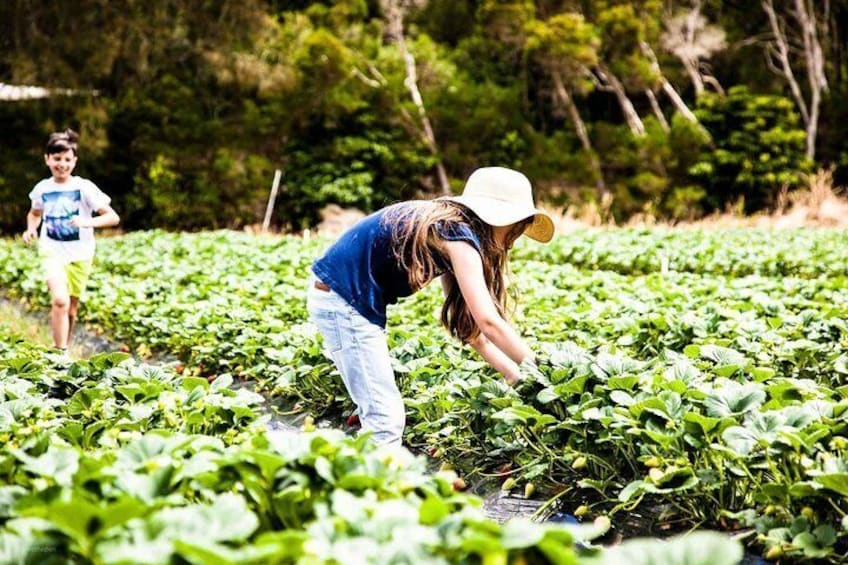 Vegetable farming in Nuwara eliya, Srilanka.