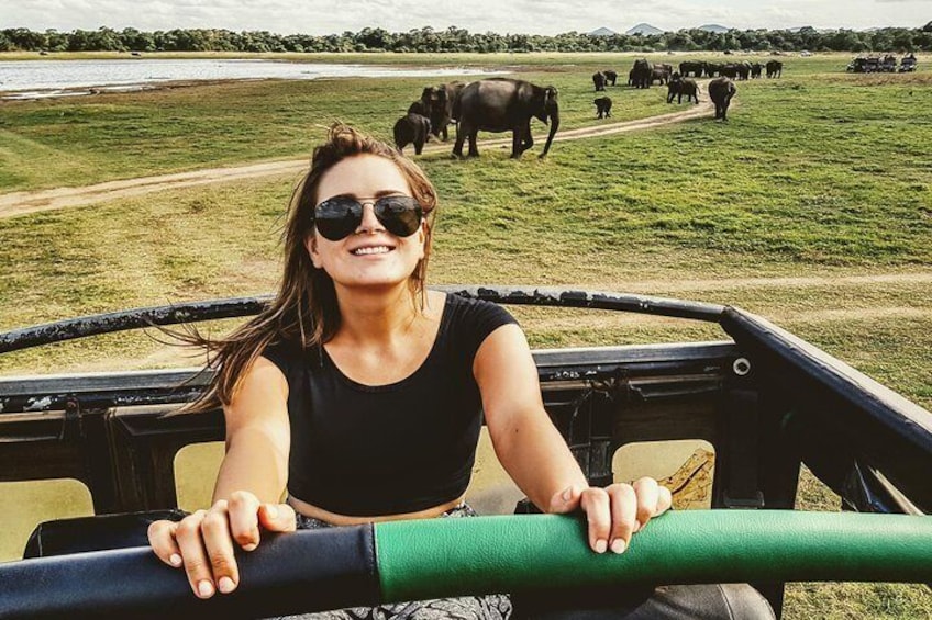 Roaming Elephants at Udawalawe national park, Srilanka.