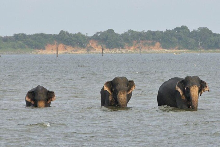 Elephant's bathing at udawalawe, Srilanka.