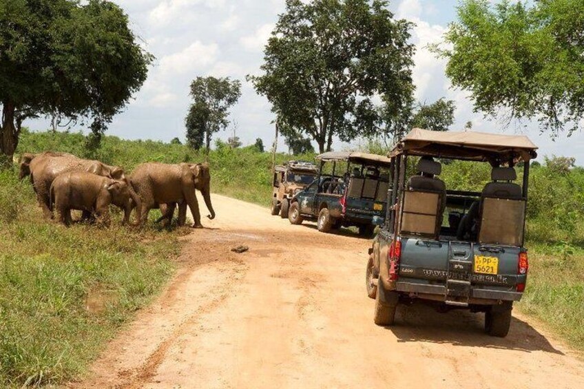 Elephant's in a road
udawalawe, Srilanka.