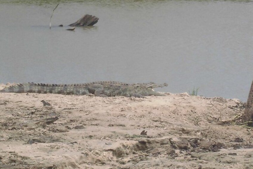 Crocodile at Udawalawe Safari, Srilanka.