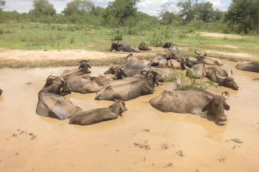 Buffalo's in mud at Udawalawe national park.