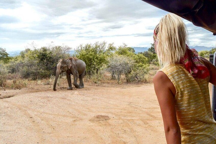 Safari Experience at Udawalawe National Park, Srilanka.