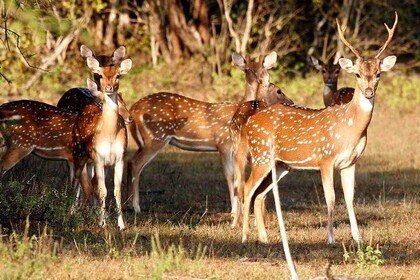 Day Excursions To Udawalawe National Park From Negombo